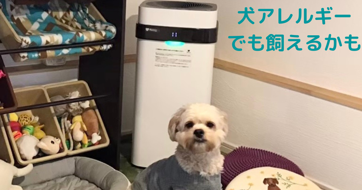 犬アレルギーでも飼えるかも しあわせワンコの豆知識 犬アレルギーでも飼えるかも しあわせワンコの豆知識